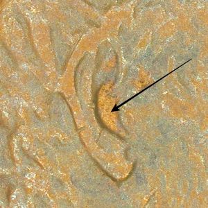1990-Lincoln-Inner-Ear,-What-Is-It-?